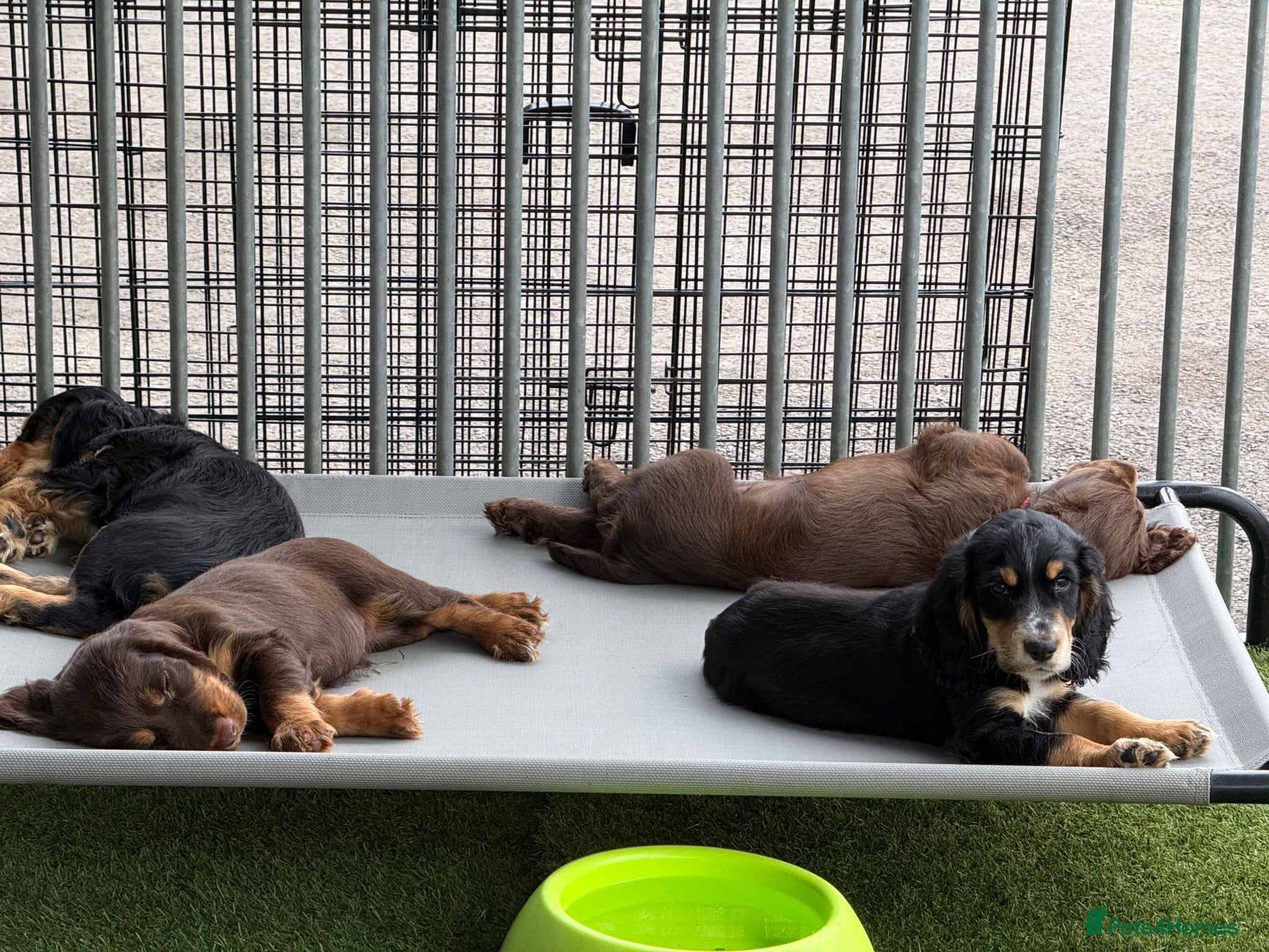 Cocker Spaniel dogs  Ready to leave ! Males & female available  - Advert 1