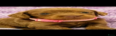 Miniature Dachshund 2