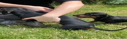 Miniature Dachshund dogs for sale: KC MINI DACHSHUND BLACK TAN GIRLS - Advert 5