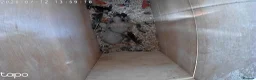 Parrots birds for sale: Young African greys closed rung with cities  in Leeds - Advert 13