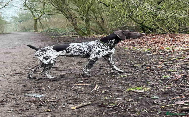 German Shorthaired Pointer dogs - Advert 1