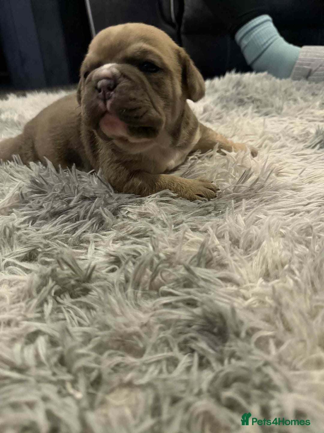 Mixed Breed dogs for sale: 3/4 English bulldog x 1/4 French bulldog - Advert 7