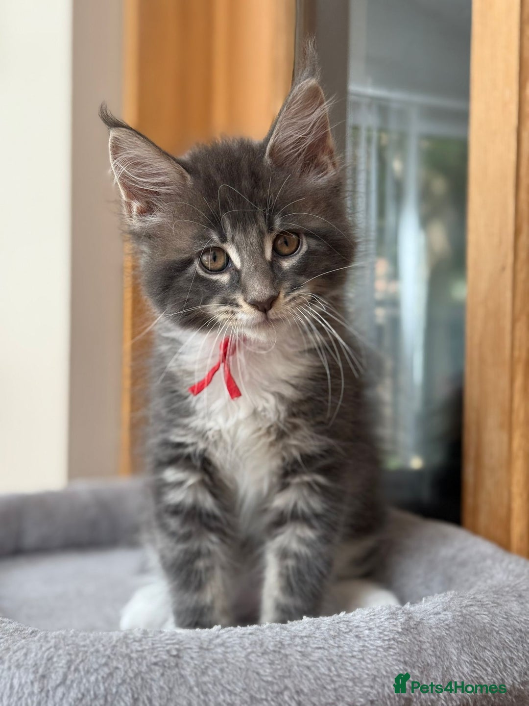 Maine Coon cats for sale: 2 Beautiful pedigree TICA reg Maine Coon kittens - Image 15