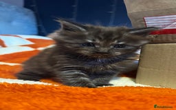 Maine Coon cats for sale: 2 Maine coon x Ragdoll kittens for sale £350 each  - Image 2