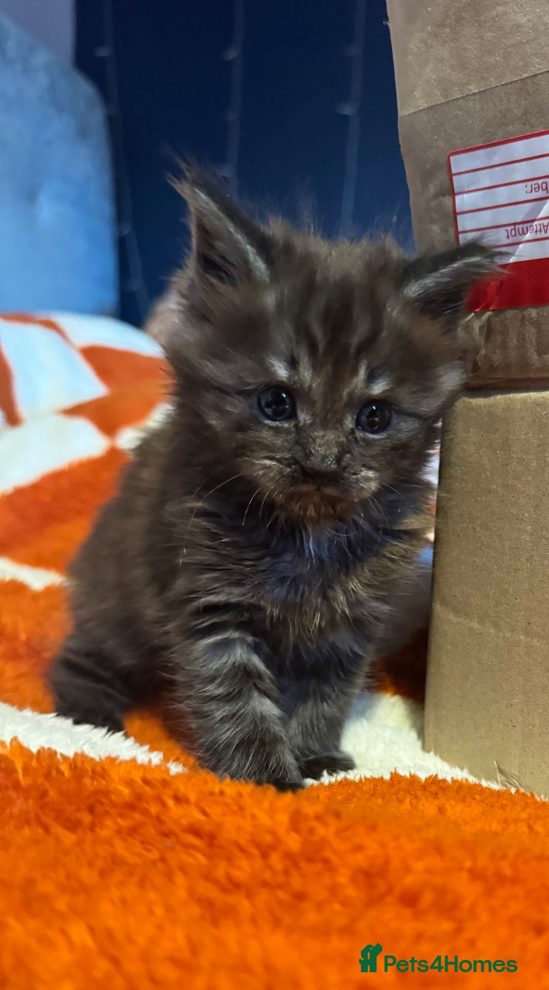 Maine Coon cats for sale: 2 Maine coon x Ragdoll kittens for sale £350 each  - Image 2