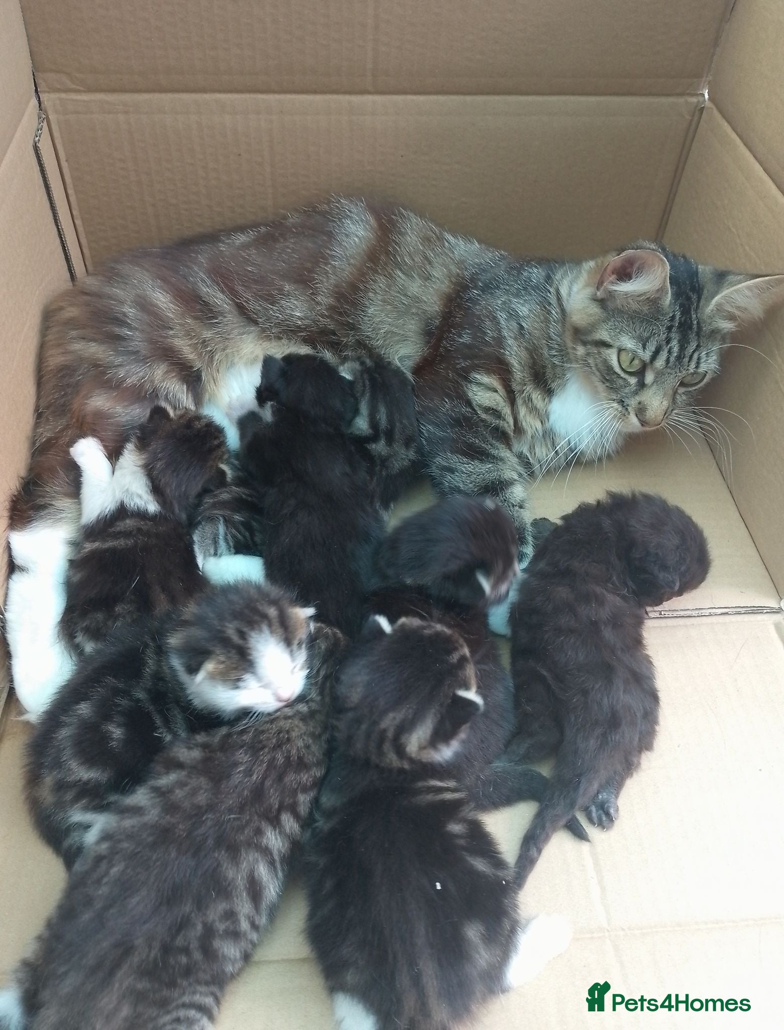 Mixed Breed cats ❤️Tiny Paws, Big Hearts Ready for Loving Home soon - Advert 1
