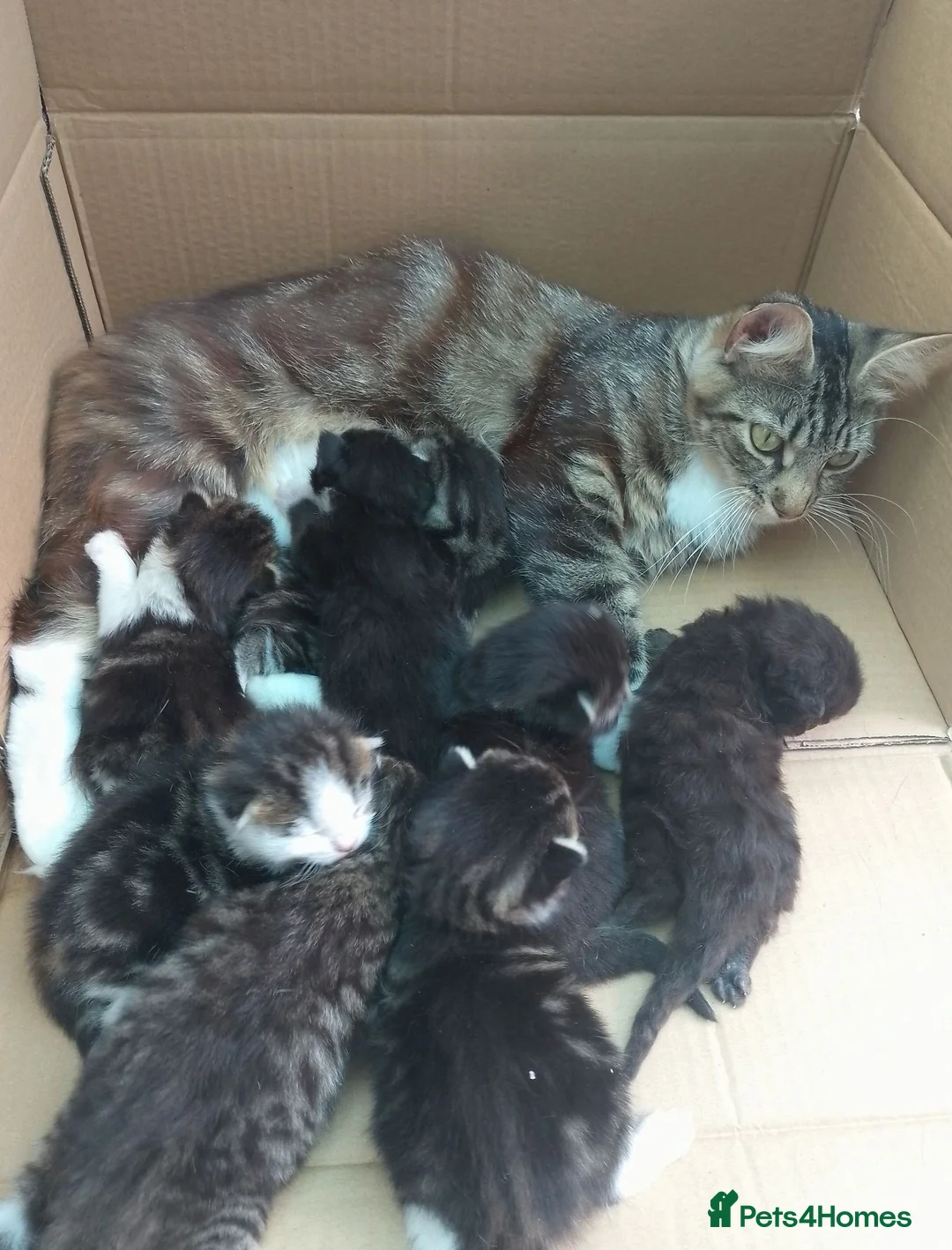 Mixed Breed cats for sale: ❤️Tiny Paws, Big Hearts Ready for Loving Home soon - Advert 1