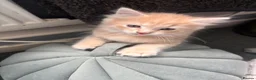 Mixed Breed cats for sale: Ginger Boy - Advert 5