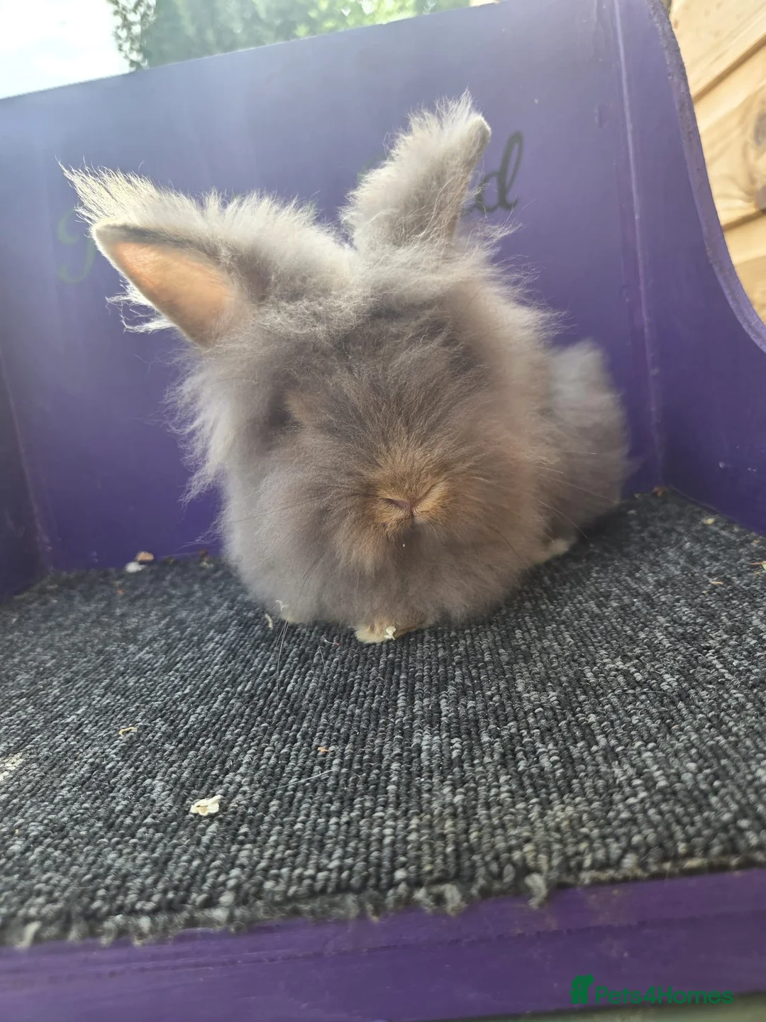 Lionhead rabbits for sale: Pure bred lion head buck - Advert 1