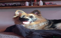 German Shepherd dogs for sale: Medium/long haired German shepherd puppies  - Image 30