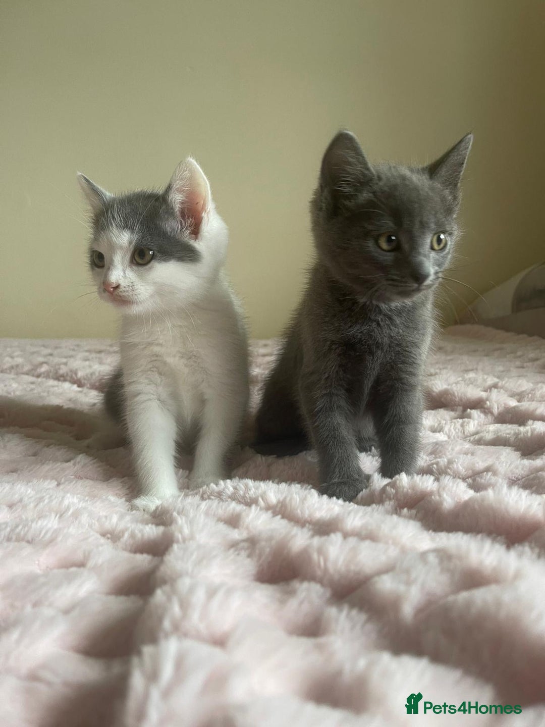 Ragdoll cats for sale: Ragdoll X Maine Coon Kittens  - Image 11