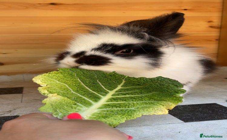 Lionhead rabbits - Advert 1