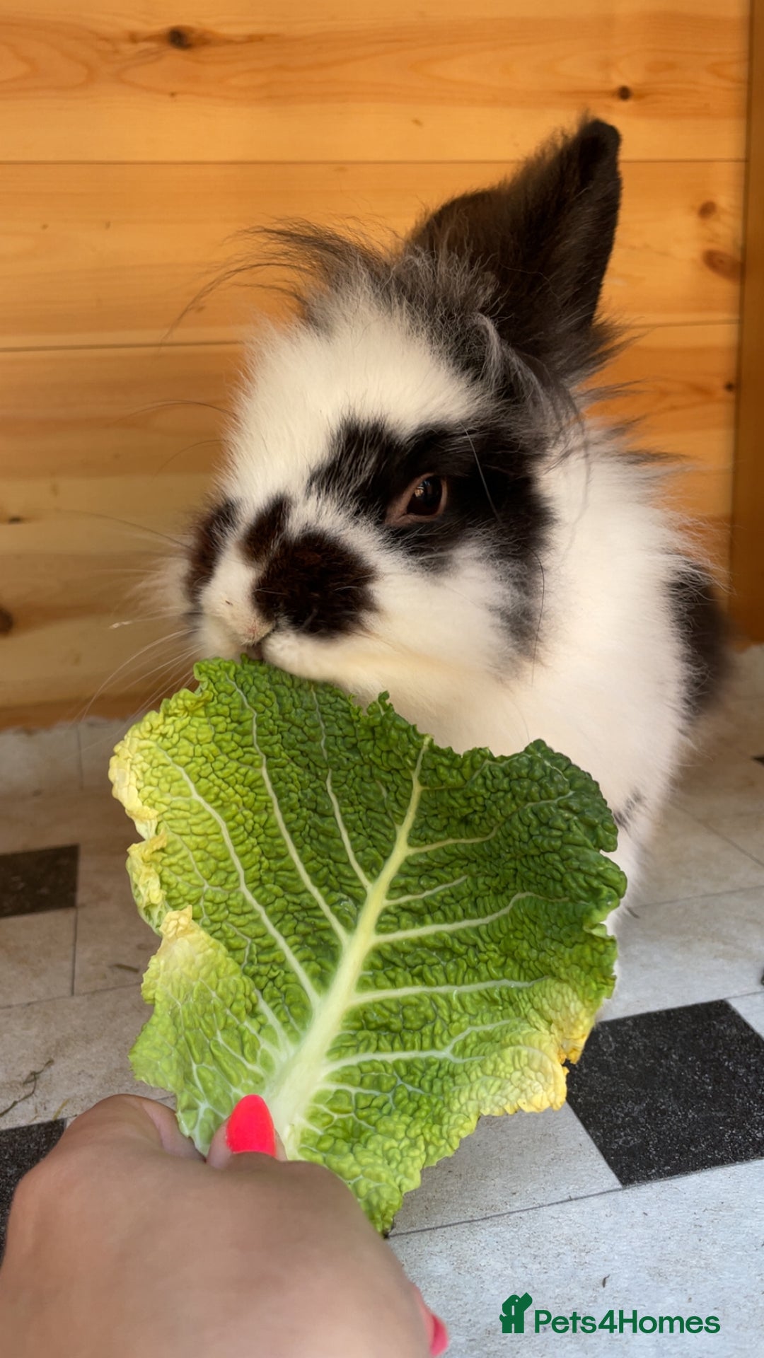 Lionhead rabbits for sale: Beautiful female Lion head rabbit for sale - Image 1