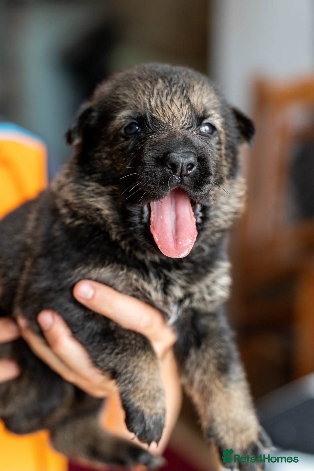 German Shepherd dogs for sale: Exceptionally bred fully heath checked GSD puppies in Bishop Auckland - Image 9