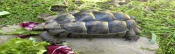 Tortoise reptiles for sale: Beautiful 7 year old Spur-thighed tortoise - Advert 3