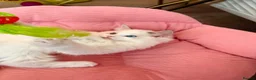 Ragdoll cats for sale: Gorgeous Tica registered Ragdoll kittens 1 girl  - Advert 4