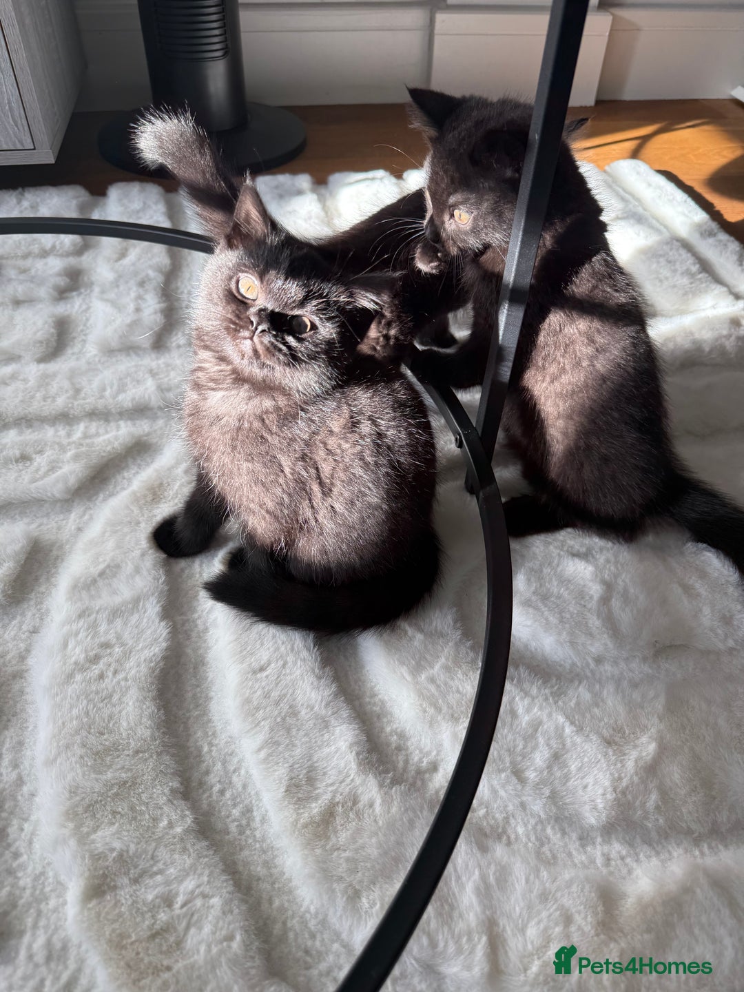 British Shorthair cats for sale: Fluffy Chocolate British Shorthair Kittens 🐾 - Image 24