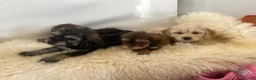 Cockapoo dogs for sale: Cocker poo puppies for sale  - Advert 2