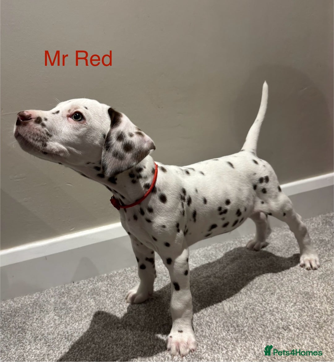Dalmatian dogs for sale: 1 DALMATIAN LEFT READY NOW - Image 7