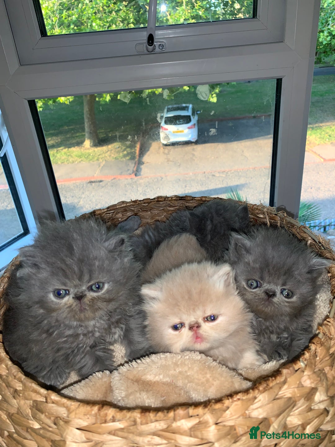 Persian cats for sale: *5 Generations Pedigree Persian Kittens - Image 14