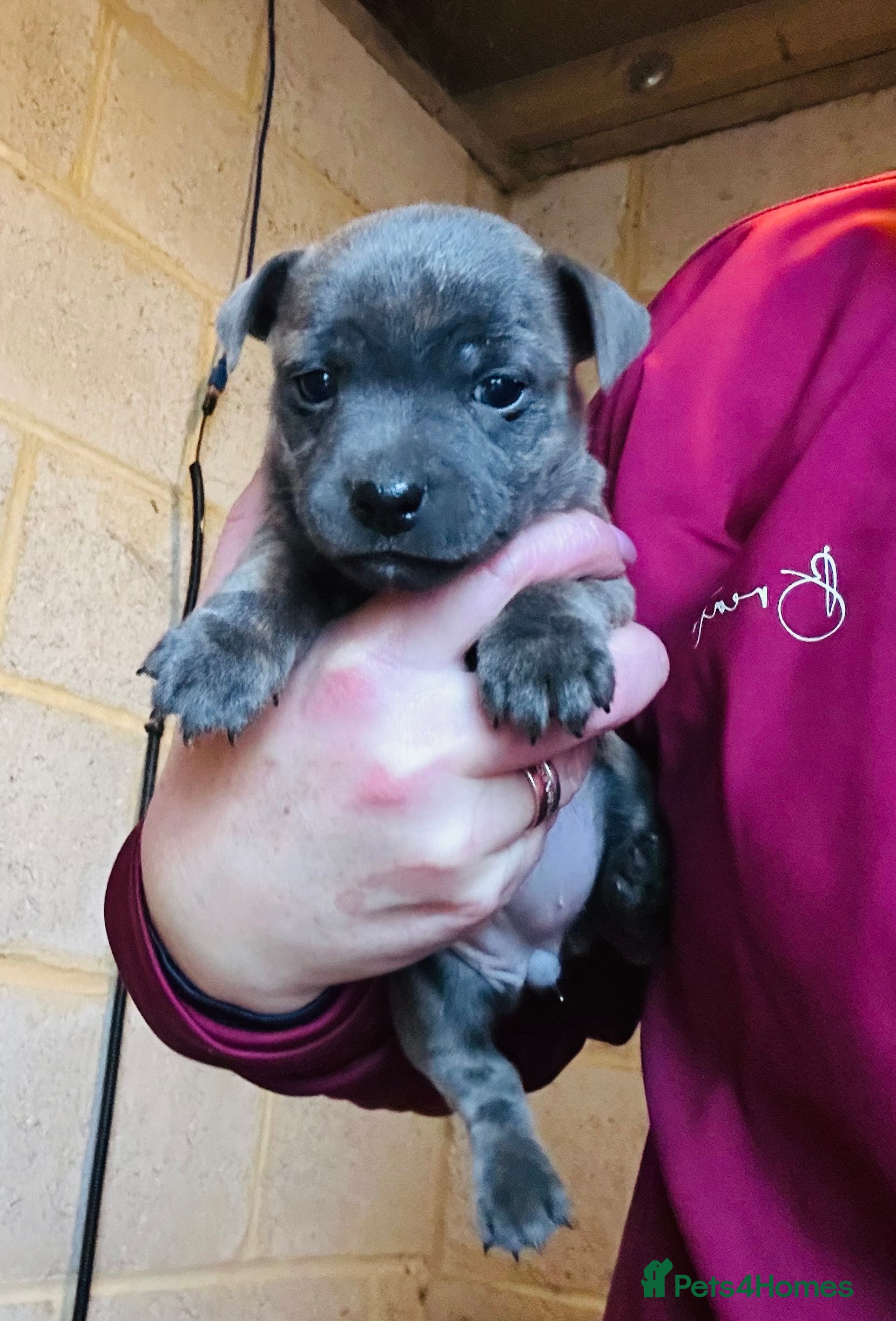Jack Russell dogs Jack Russells. Rare colour. Last pup.   - Advert 7
