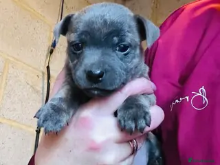 Jack Russell dogs Jack Russells. Rare colour. Last pup. - Advert 7