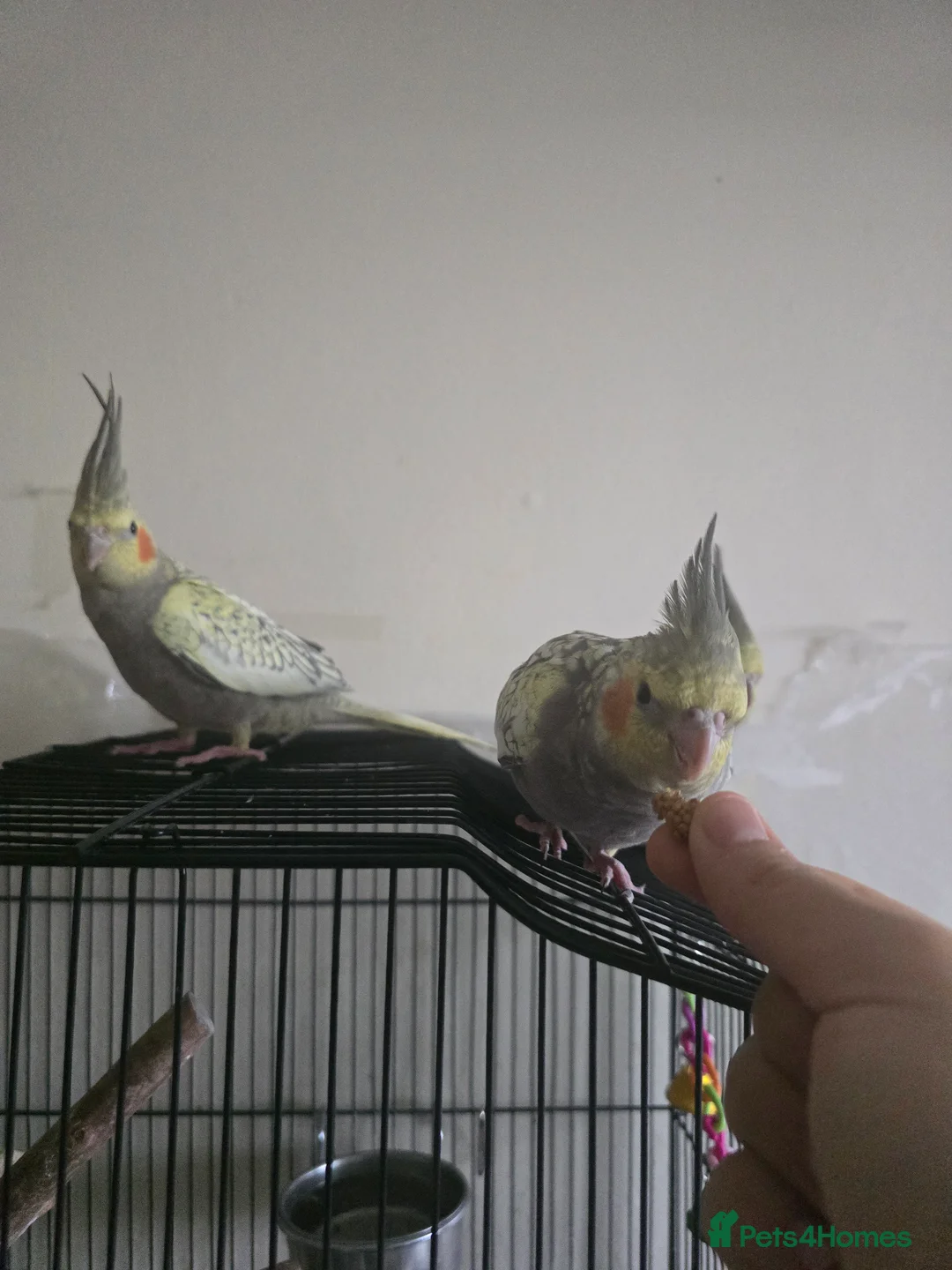 Cockatiels birds for sale: Baby cockatiels for sale  - Advert 3