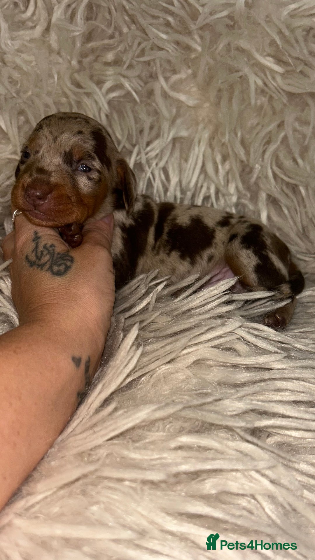Miniature Dachshund dogs for sale: Kc true miniature dachshund  - Image 5