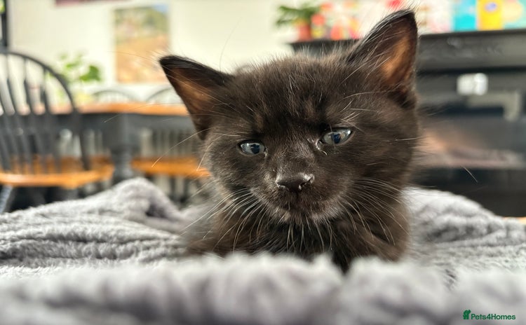Mixed Breed cats - Advert 8