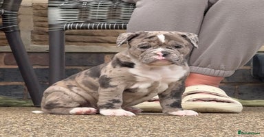 Olde English Bulldogge dogs - Advert 1