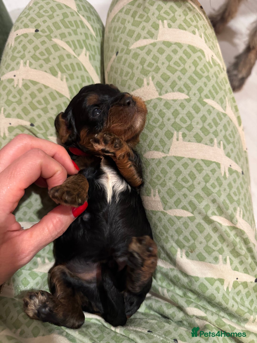 Cavapoo dogs for sale: Cavapoo puppies fully health tested parents - Image 28