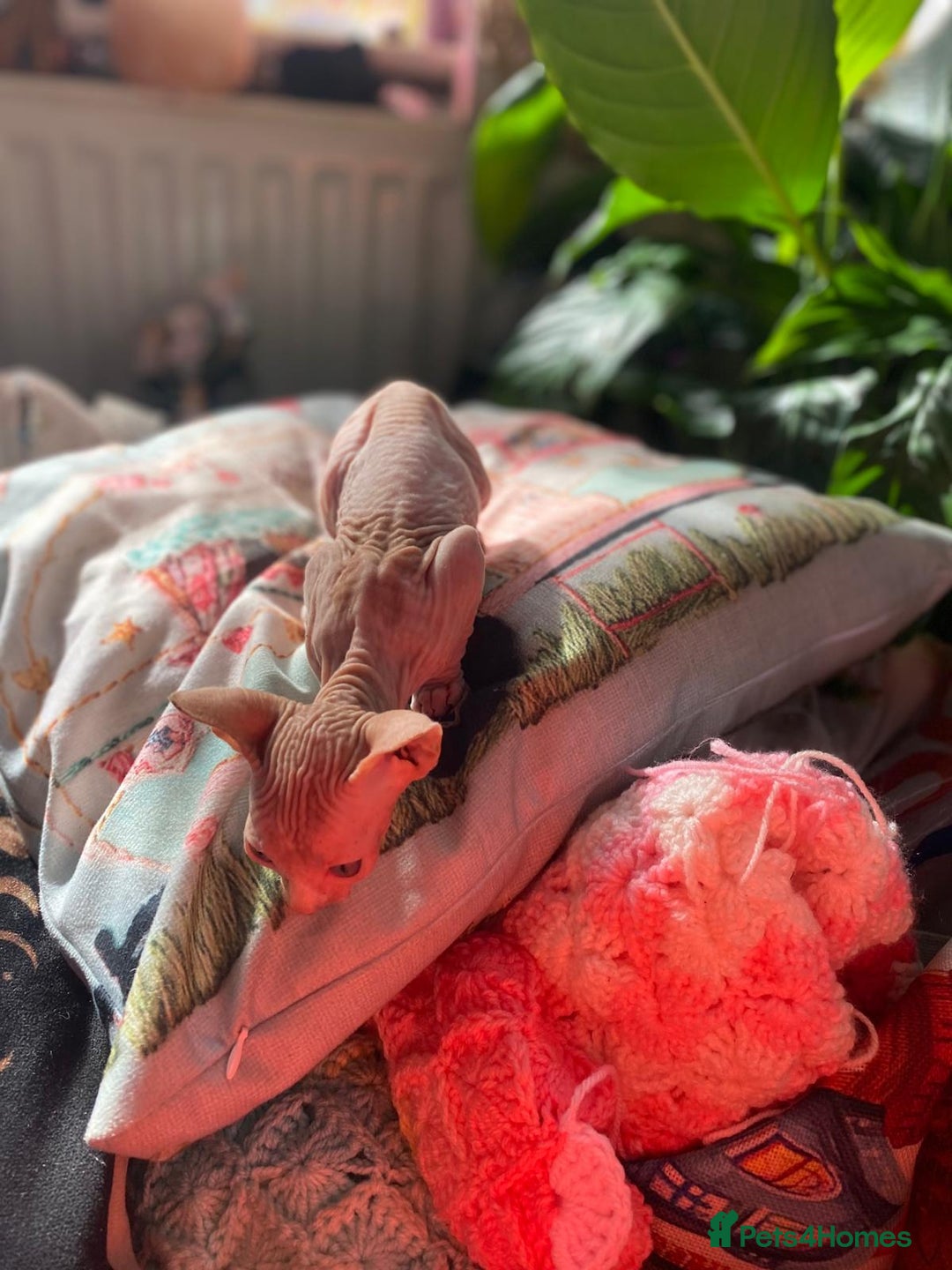 Sphynx cats for sale: Sphynx kittens full of love to give - Image 12