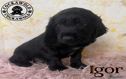 Cocker Spaniel dogs for sale: 🖤 Quality Cocker Spaniels 🖤 Ready Now 🖤 - Image 8