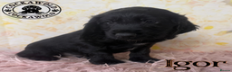 Cocker Spaniel dogs for sale: 🖤 Black Male Cocker Spaniels 🖤 Ready Now 🖤  - Advert 8
