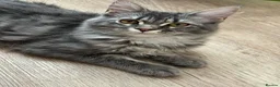Maine Coon cats for sale: Beautiful GCCF Registered Maine Coon Kittens - Advert 21
