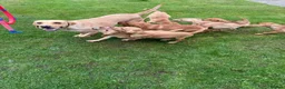 Labrador Retriever dogs for sale: Fox red & Yellow Labrador Puppies  - Advert 18