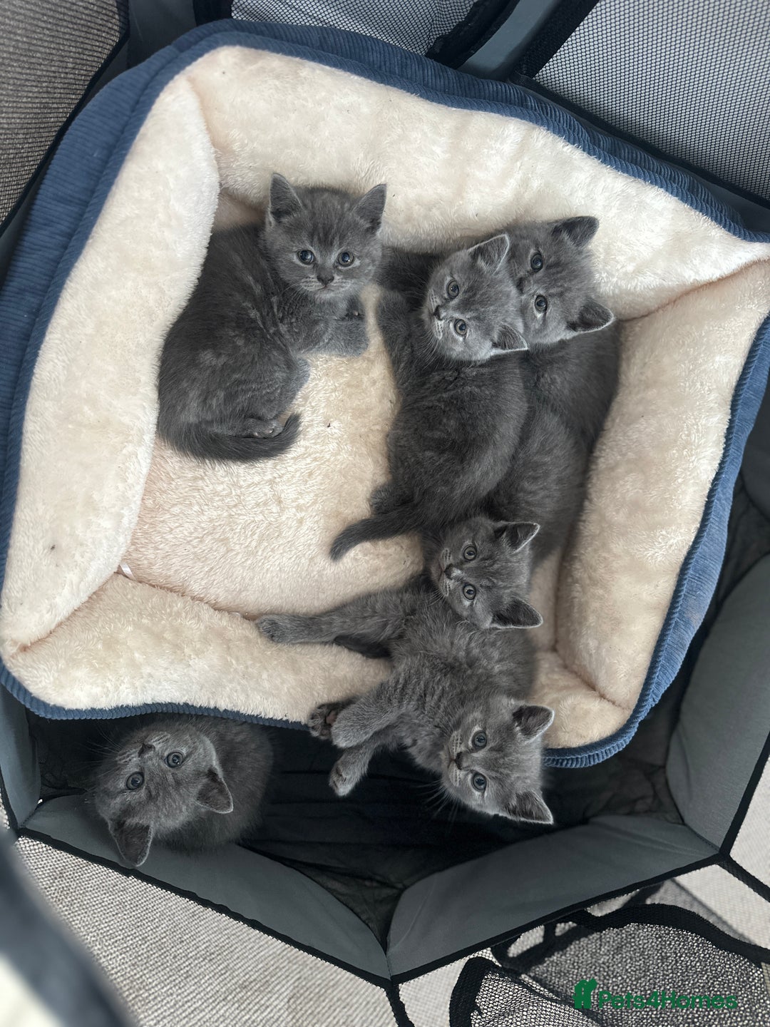 British Shorthair cats for sale: Adorable British Shorthair Kittens  - Image 8
