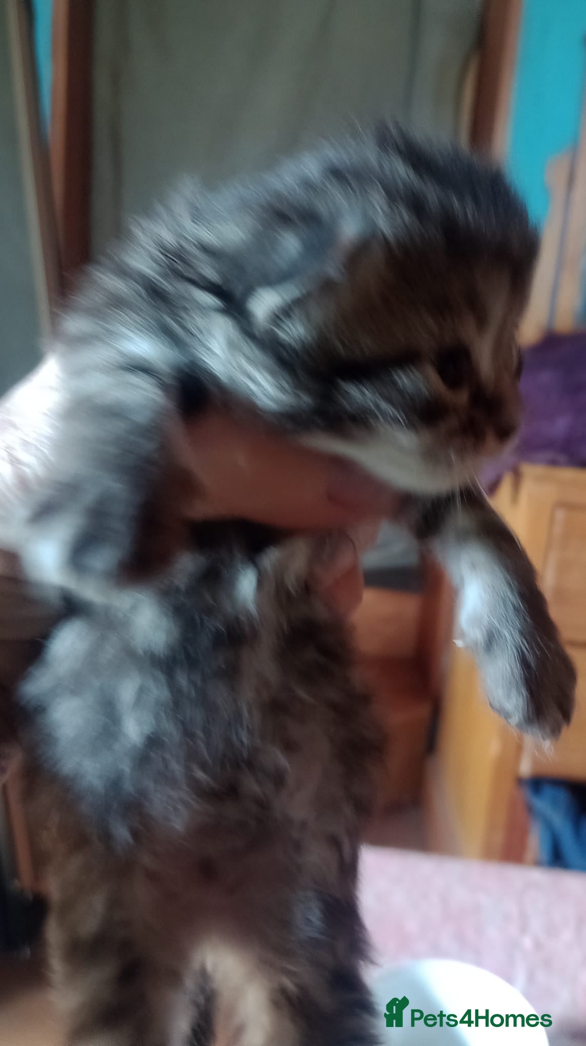 Maine Coon cats Maine Coon Kittens - Advert 2