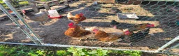 Chickens poultry for sale: 6 x chickens for sale  in Goole - Advert 6