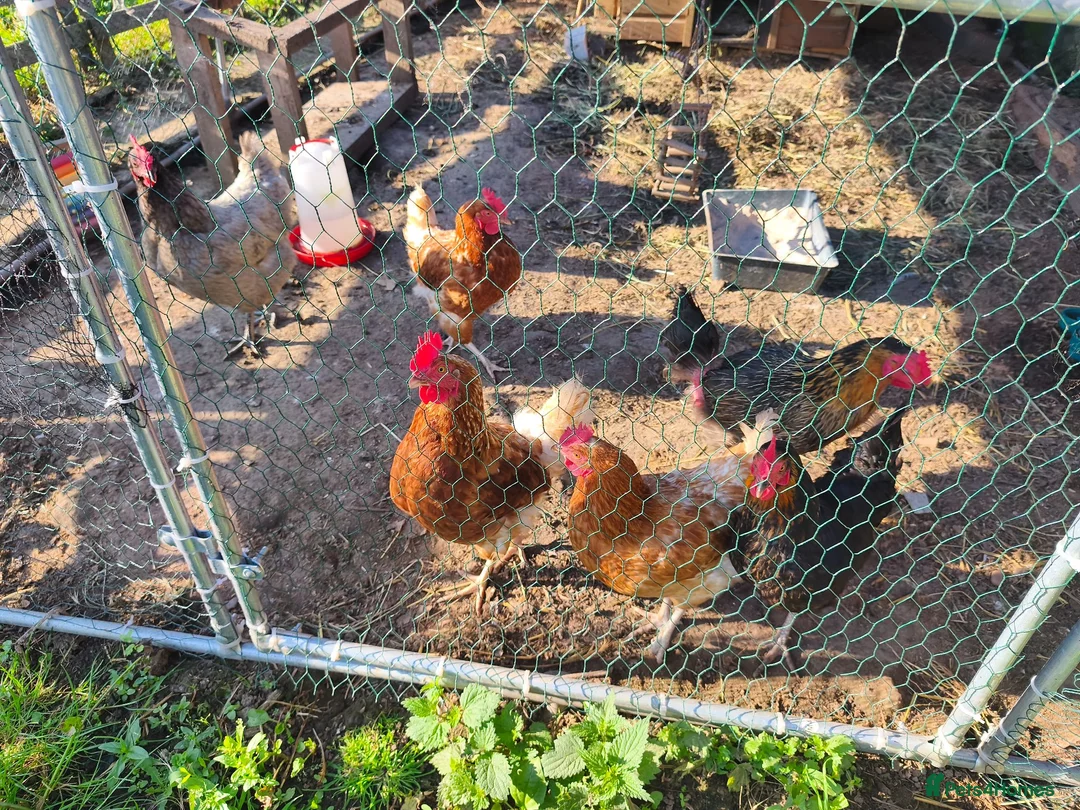 Chickens poultry for sale: 6 x chickens for sale  in Goole - Advert 6