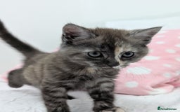 Maine Coon cats for sale: Maine Coon X kittens - Image 5