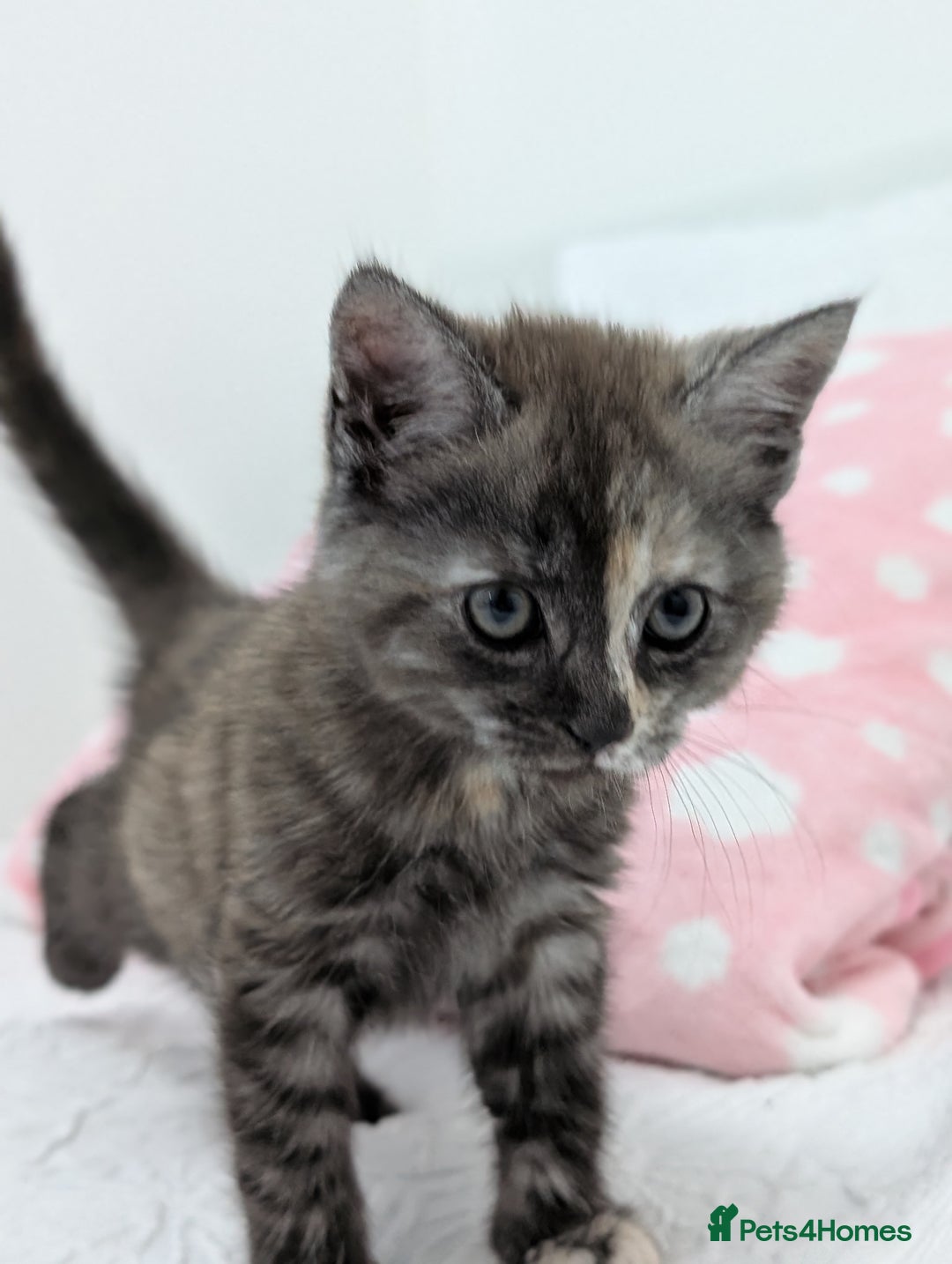 Maine Coon cats for sale: Maine Coon X kittens - Image 5
