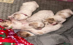 Cavapoochon dogs for sale: Cavapoochon! Our December Reindeer Litter!  - Image 7