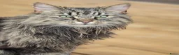 Mixed Breed cats for sale: Family of 2-3 Magical Long Hair Cats - Advert 13