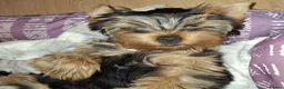 Yorkshire Terrier dogs for sale: DWKC Yorkshire Terrier Boys ,Show KC Winner Dad - Advert 12