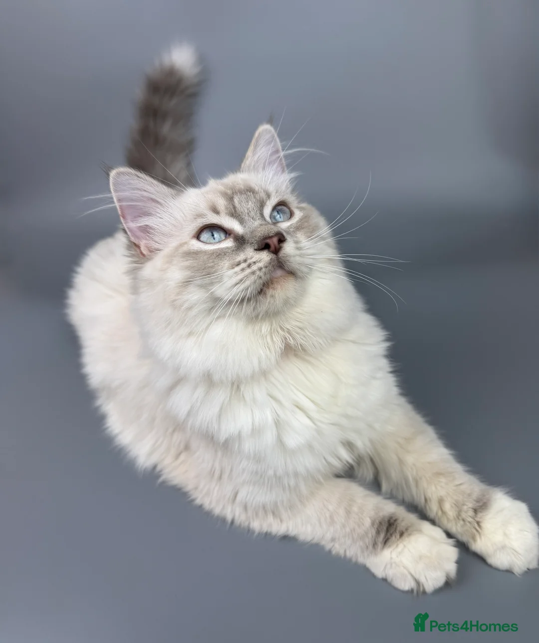 Ragdoll cats for sale: BONDED RAGDOLL BROTHERS - HEALTH TESTED PARENTS - Advert 25