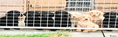 Labrador Retriever Puppy 1