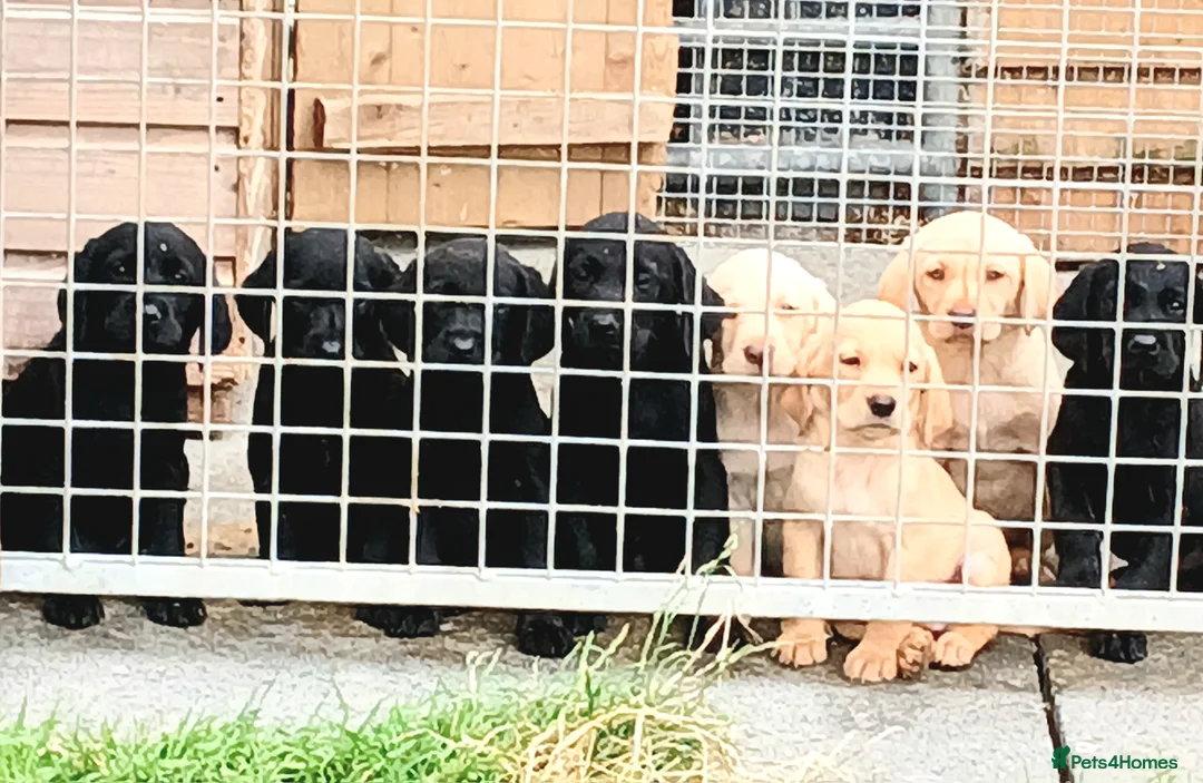 Labrador Retriever dogs for sale: Ikc pedigree Labrador Retriever  - Advert 9