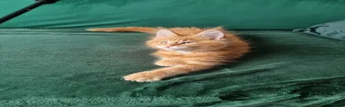 Maine Coon Kitten 1