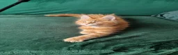 Maine Coon cats for sale: TICA REG. MAINE COON KITTENS  - Advert 22